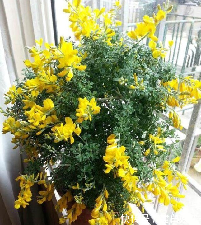 阳台|两种较为少见的植物花卉，夏季的宠儿，家中养些，花开爆满阳台！