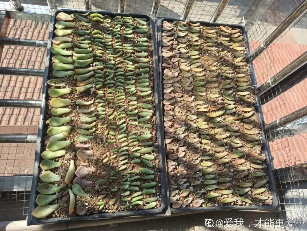 拼盘|多肉养在大盆里,就是豪横霸气,棵棵大得像白菜