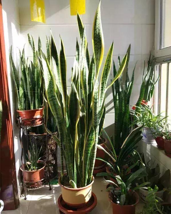 这花就得饿着养,盆越小、水越少,反倒长得更来劲!