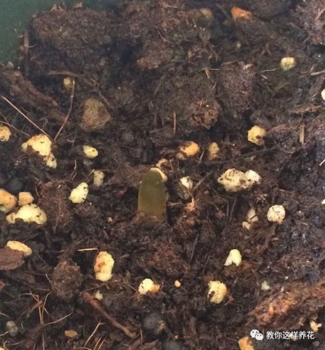 这种球乱养都能活,丢盆里1个月开花,开花太惊艳