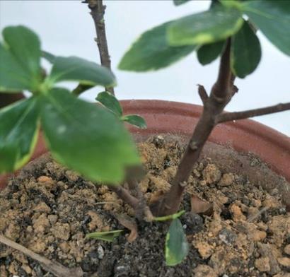 传统名花“金边瑞香”,注意4个问题,养的倍棒,花香溢满屋