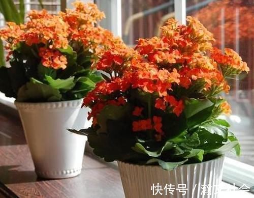 长寿花|养长寿花,将“4忌4喜”进行到底,爆盆开花只是分分钟的事情