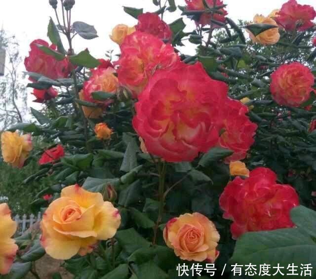 4种花,现在赶紧施肥,否则一年都不开花!