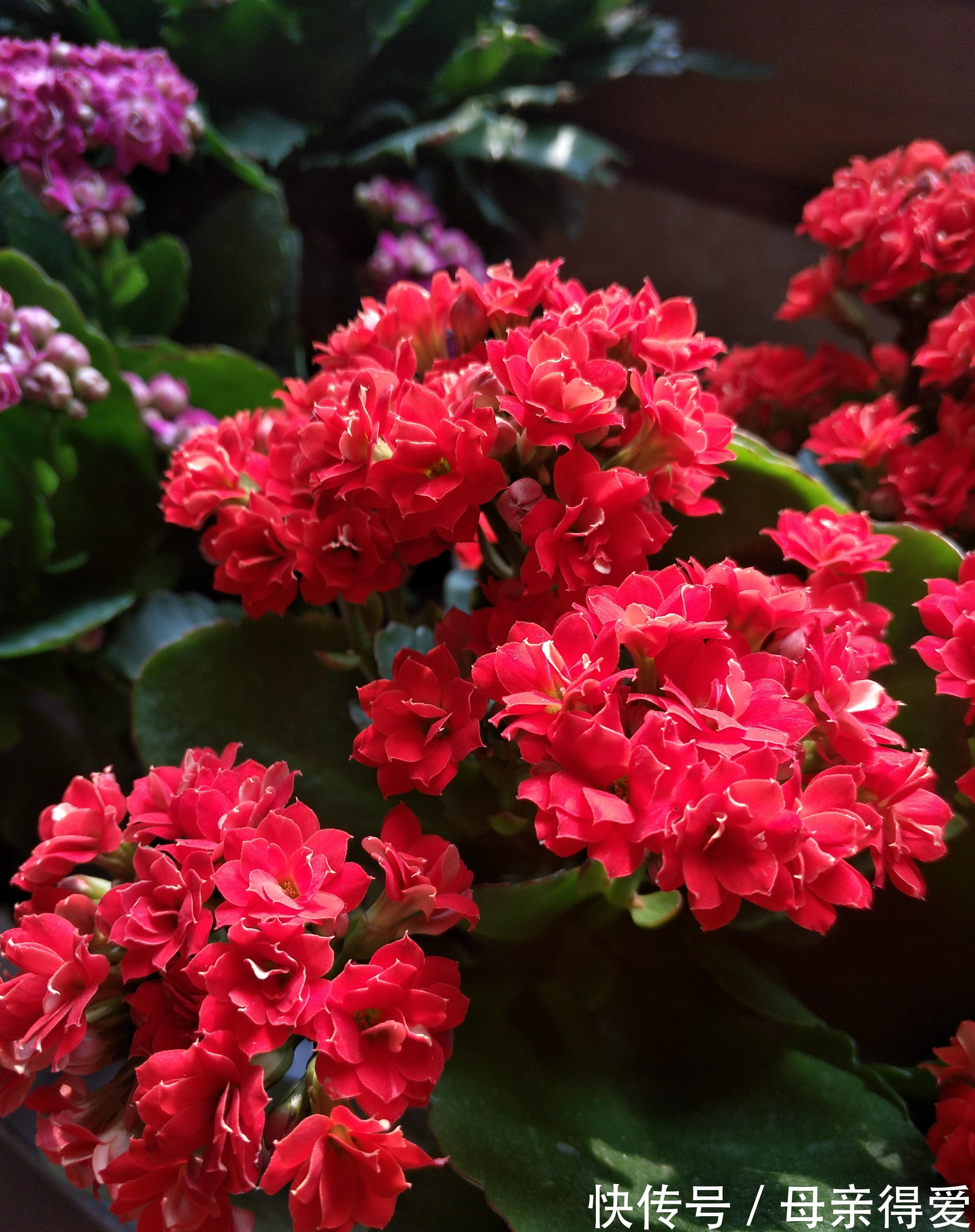 长寿花买回来不会养，花苞枯萎黄叶多，换换方法，花开靓丽赏花久