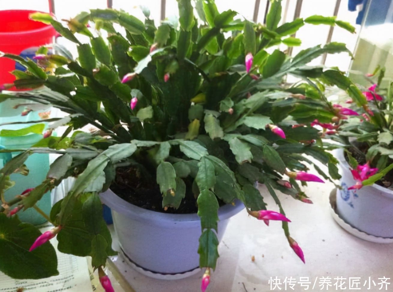 蟹爪兰要不要掐叶子？掐对就能开花多，掐错一个花苞也不长