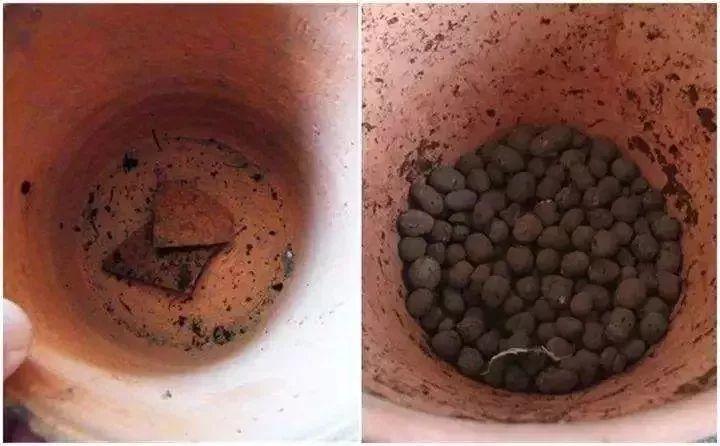 开在雪地里的花,零下20度冻不死,年年爆球一大堆!