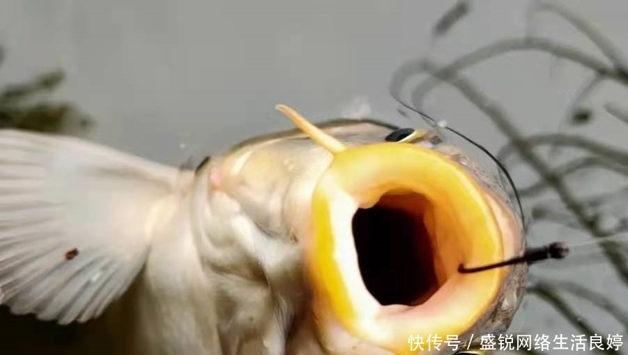二十年老司机再次强调:热天唯独这鲤鱼钓法最奏效,一般人我不说