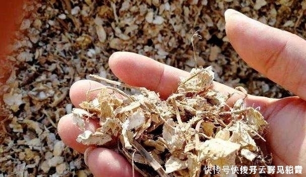 按需施肥太累人,不如就拿它当花土,养啥花都没问题!