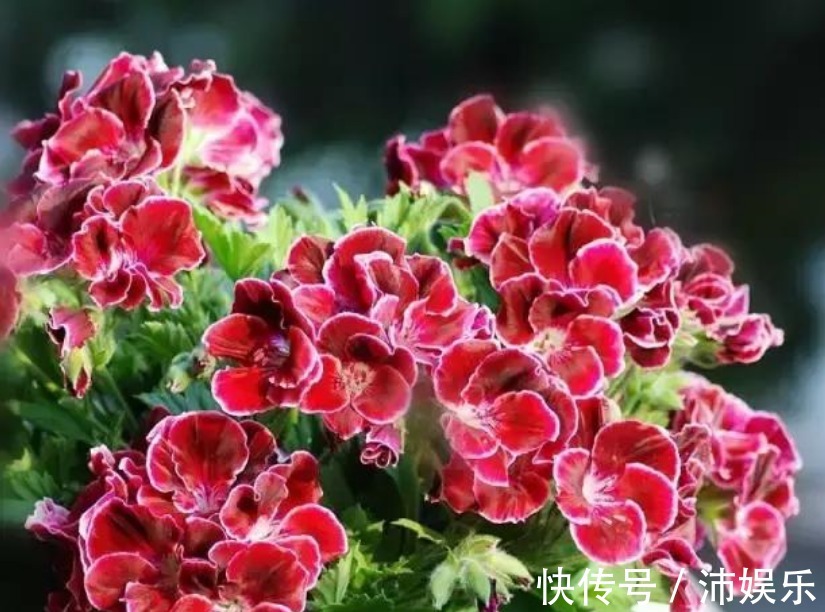 10种天竺葵,花色鲜艳,颜色丰富,每种都超美,你养过几种