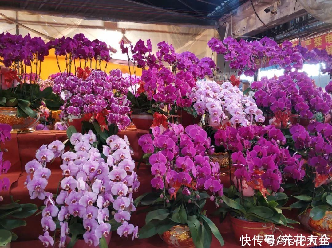 冬天好养的花,皮实不娇气,颜值高上档次,咋养都开花