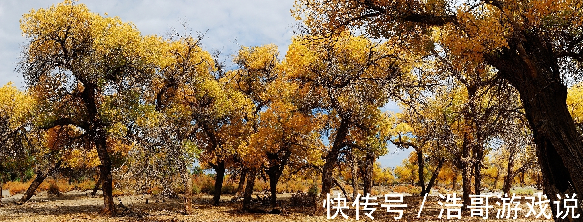 胡杨|乌鲁木齐周边的胡杨林，还你一个秋天的童话