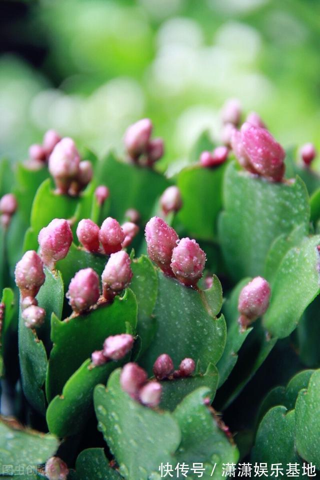 复合肥|天气转暖,建议少买4种花,观花时间短不说,还难度夏