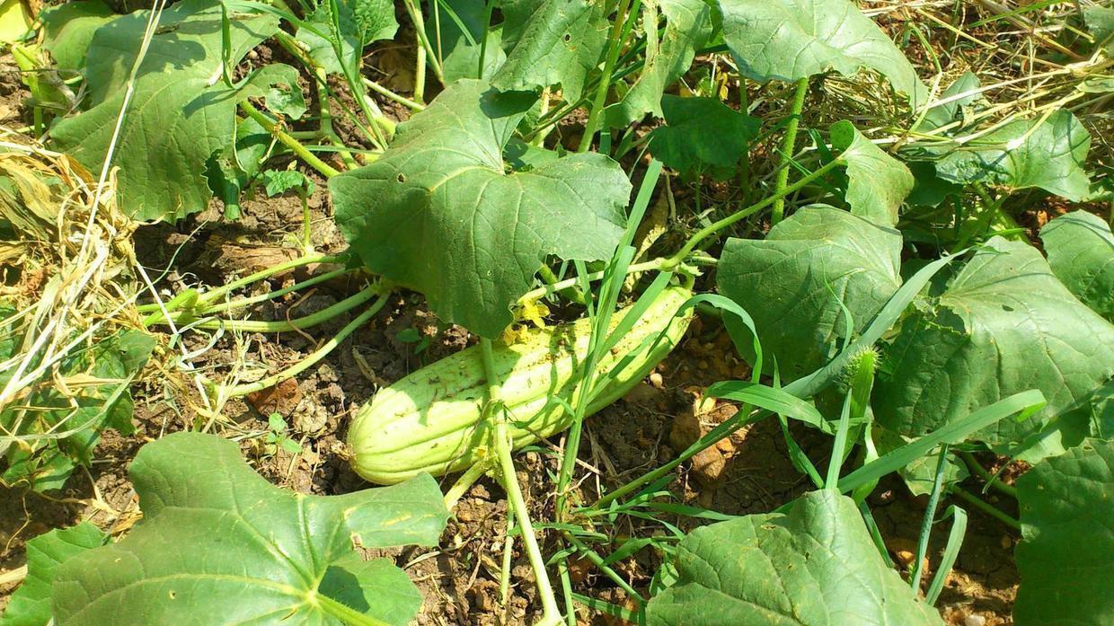 花花|不用熟透就能吃,种阳台上不用管,一年不用买菜!