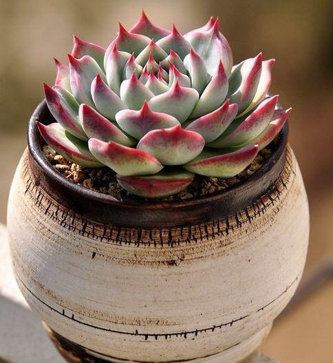 夏天养多肉，除了浇水、光照，有“一点”更重要，叶片美、状态好