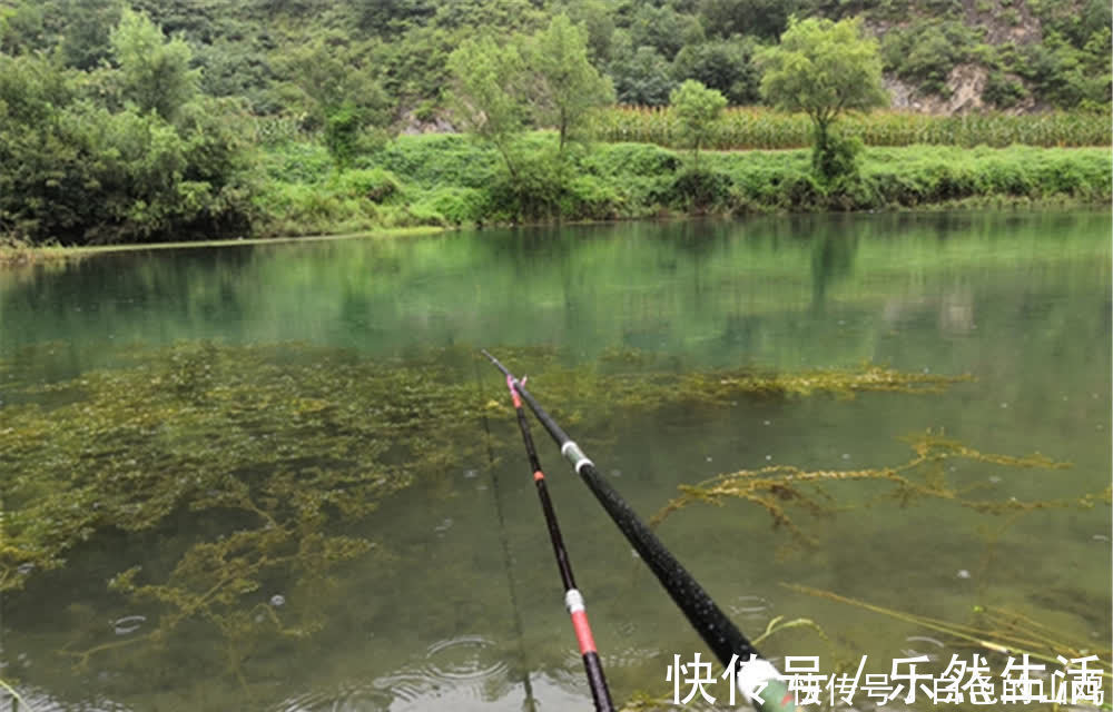 区域|在有水草的地方钓鲫鱼，钓点不能随意选择，有时候明水中鱼更多