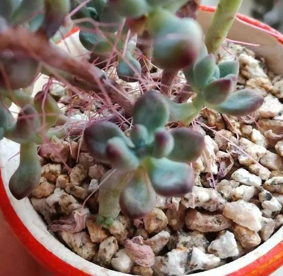 气根|多肉虹之玉长气生根,该如何对症解决学着这么办好减少伤亡