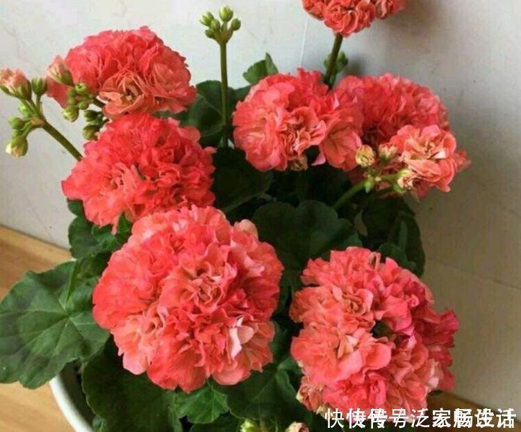 天竺葵|4种花美的出奇，好养又漂亮，连年开花，能养一辈子