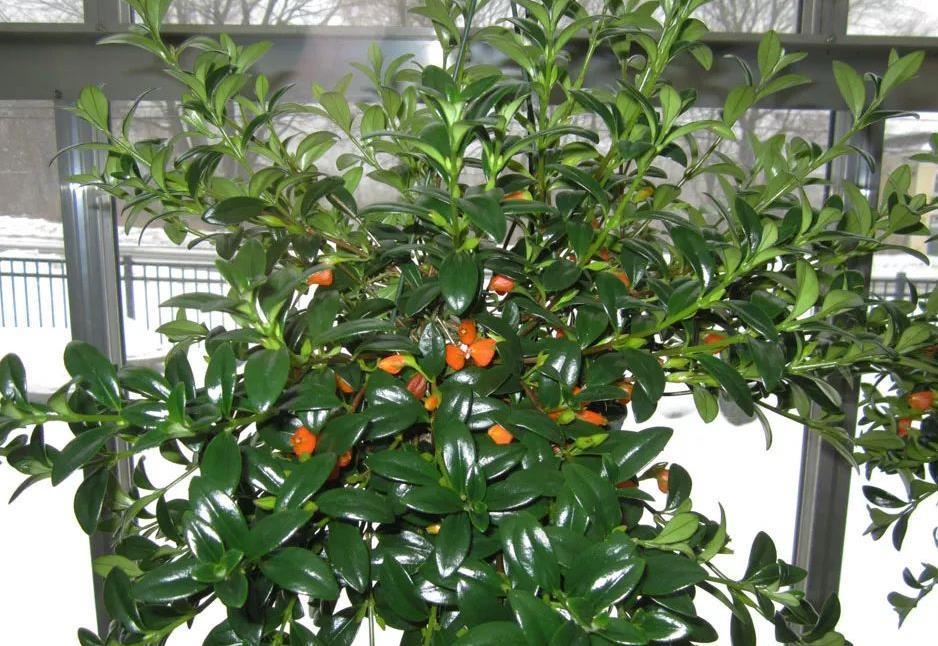 美极了|这款吊兰的花朵形似金鱼,风一吹,游来游去,美极了!