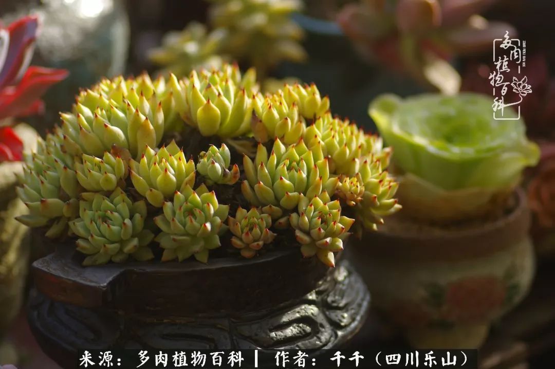 夏天日晒雨淋,秋老虎来势汹汹,你的多肉准备好逆袭了吗