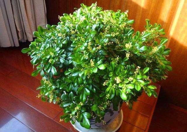 夏养米兰不开花,几点养护技巧教给你,花瓣金灿灿,花香味浓郁