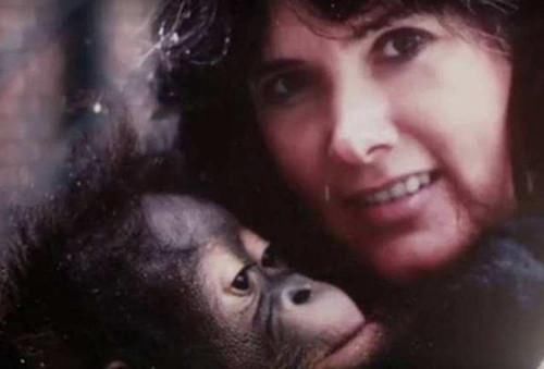 结局|那只被人类养育大，每次考试都及格的红毛猩猩，最后结局如何？