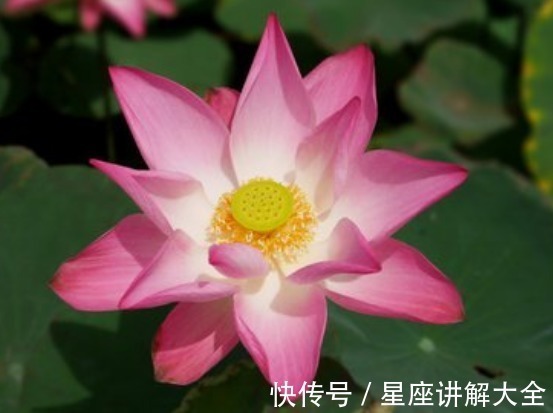 幸福|未来7天，4属相吉星伴身，桃花盛开，喜事成双，生活美满幸福