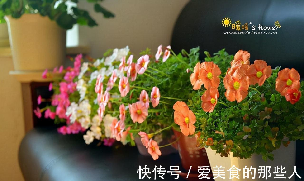 冬至前养1盆这农村野草,雅致秀美、开花旺盛情怀满满