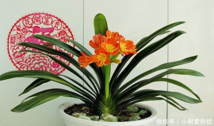 植物|没出现这些情况，天热一换盆土，植株就没命