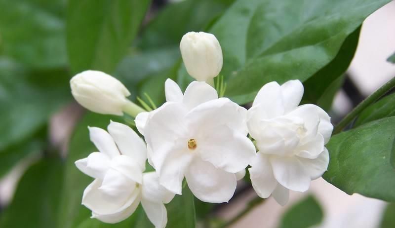 花友们|6月底养茉莉、三角梅,盆里扔“2种料”,根壮叶绿,花量特别大