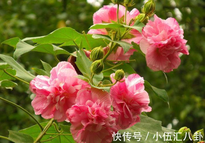 养花|养花试试这几款，花量超级多，成株能同时开几百多花，很容易爆盆