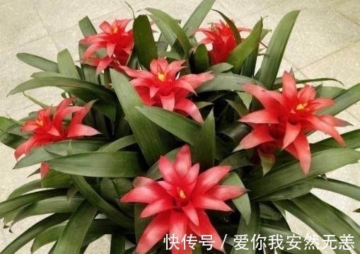 农历十一月大雪过后，养什么花？家里养3种花，幸福如意吉祥如意