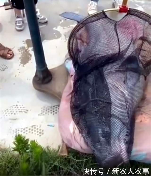 湖北一男子盘黑坑，意外钓起126斤的大青鱼，塘主直言：镇塘之宝