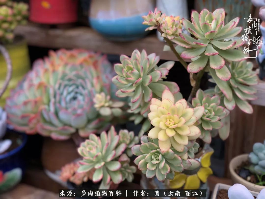 一年四季不同景，一院多肉陪我后半生！
