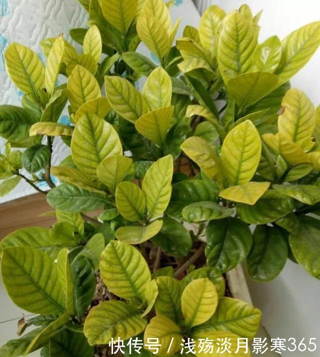 杜鹃、栀子、茶花,南花北养爱黄叶,三种“酸水”能改善