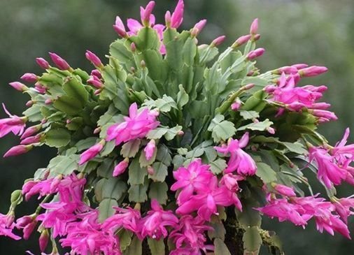 4种花是花中劳模，一年四季开花不断，一盆千百朵，枝头花苞满