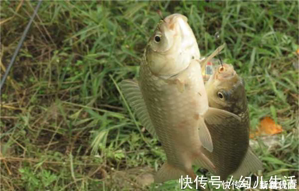 效果|野钓老是不上鱼？别着急，增加一个铅坠试一试，很快有效果！