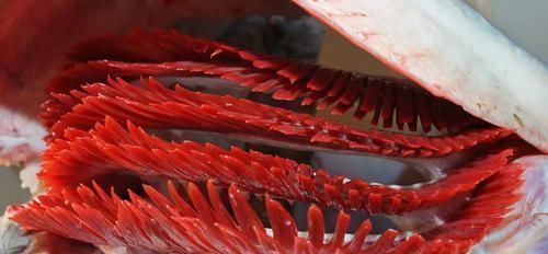 鱼头|注意鱼身上一个部位有毒，千万别吃爱吃鱼的小伙伴赶紧看看吧