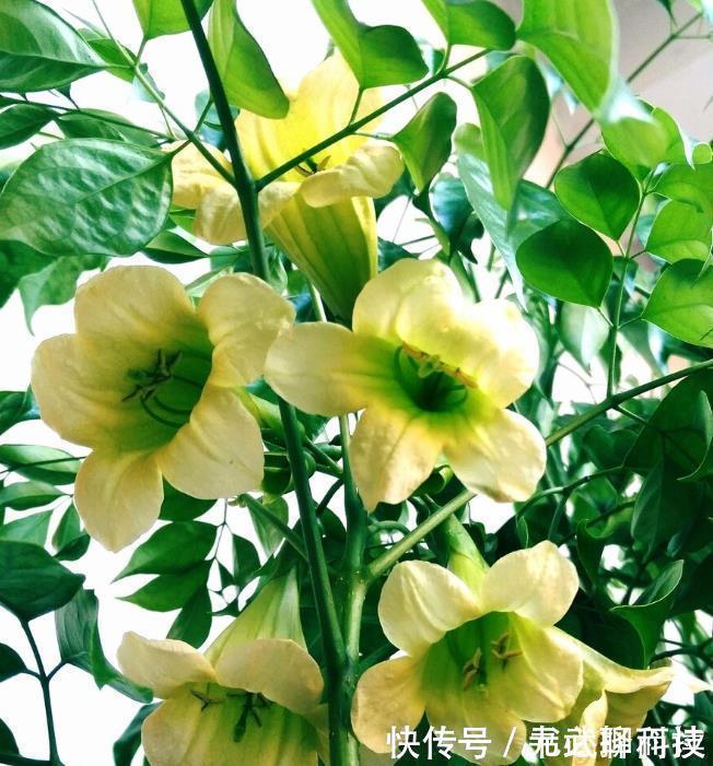 4种树,花开富贵“好兆头”,难得一见,看看你家有吗?