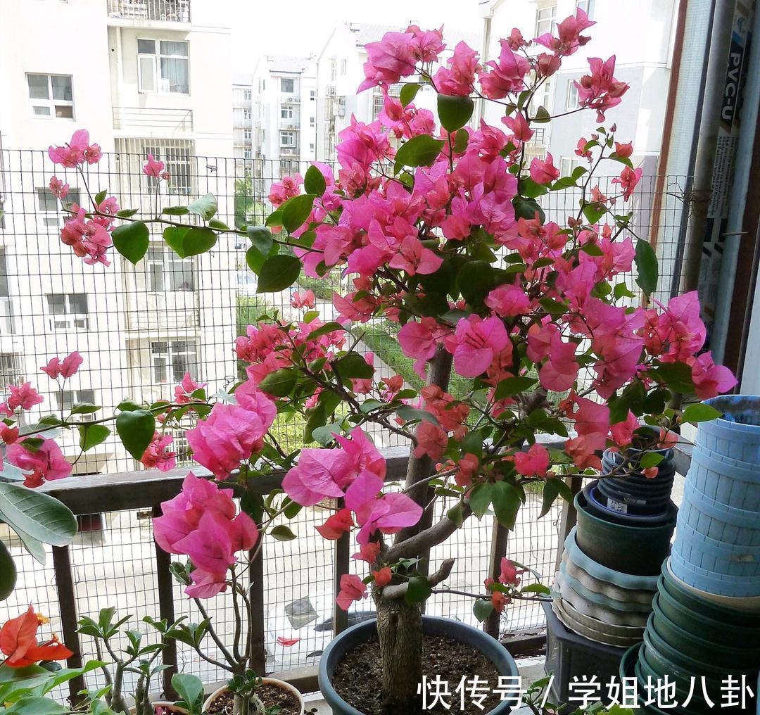 6种“懒人花”,堪称“不死花”,养成老桩几十年,旺家又值钱