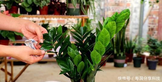 开花|张大爷养花,加点生长剂,叶绿开花多,养啥都爆盆