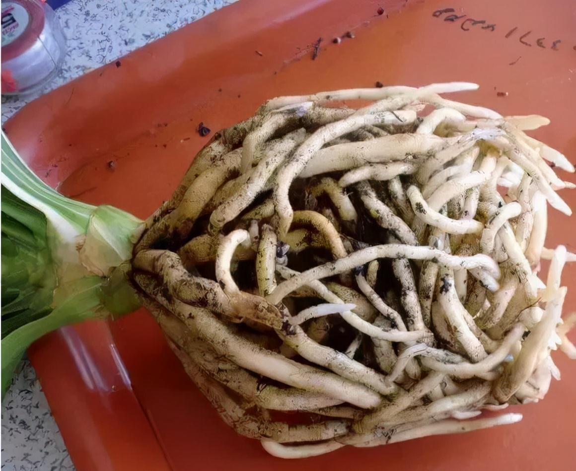 君子兰一点不长，两种傻瓜肥一上，网友养3月像养3年