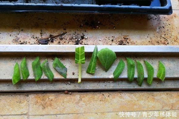 扦插|这种花“太顽强”,叶子“剪碎”插土里还能发芽,开花还非常漂亮!