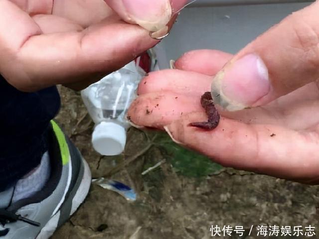 冬天太冷,蚯蚓钓鱼没有口,试试风油精,给口的都是大鲫鱼