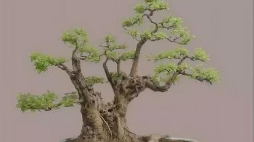 荆棵盆景怎么做？