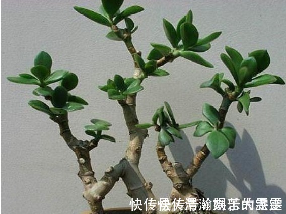 买盆景太贵此2种花插一根枝就能活,1年成老桩,越养越“值钱”