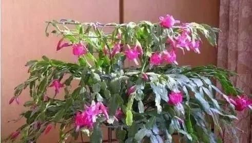 仙人掌|家庭养蟹爪兰,一个“小窍门”,不怕热,不怕冷,一年到头都开花