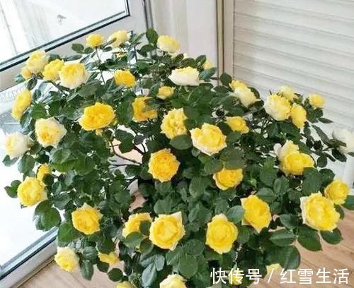 养花要“心狠”，这种枝条，见一根剪一根，开花翻十几倍