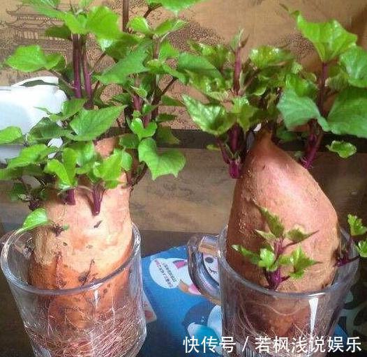 水培植物怕烂根?练就这项技能,啥烦恼都没了
