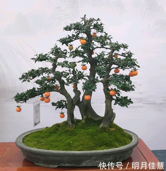 蜂窝|找到了一株金弹子盆景生桩头,可以使用纯的蜂窝煤球来发根吗