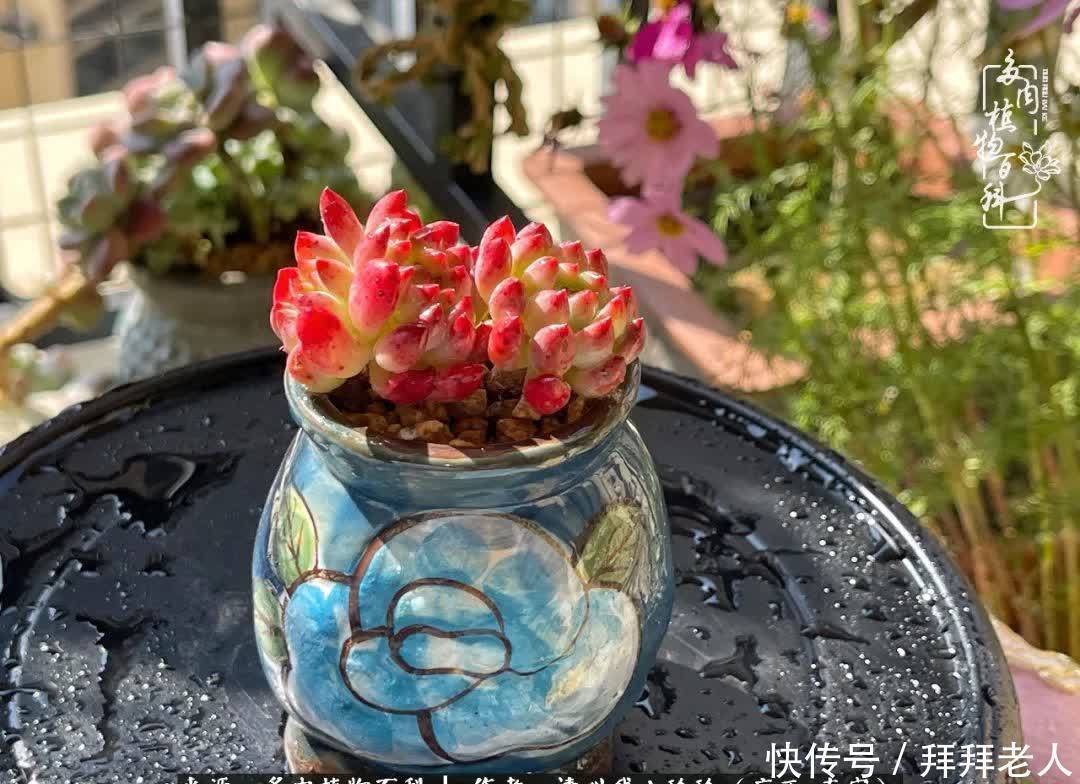 多肉与我，不负时光韶华！